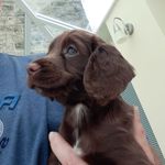 Fern Murphy - @follow_fern_dog - Instagram