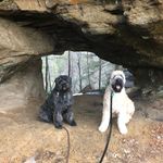 Murphy and Fern - @fern.murphy.bouv - Instagram