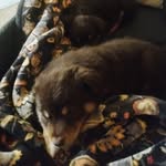 Fern And Noble - @thatspoiltaussielife - Instagram