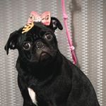 Hanna Fernanda - @pug_hannafernanda - Instagram