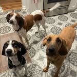 Fern, Reed, & Jolene✨ - @full.hound.house - Instagram