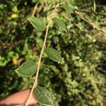 Fern Rivers - @fernishedlifestyle - Instagram