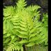 Fern Rock Home Services - Facebook