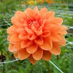 @fernrockfarm - Instagram