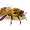 bee - @fernross - TikTok
