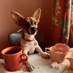 Fern Sugar Scott - @yearnforfern - Instagram