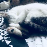 Matt_The_Cat - @fern.sharples - Instagram