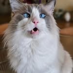 Fern Silverman - @ragdoll614 - Instagram