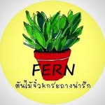 ต้นไม้​จิ๋ว&กระถางน่ารัก - @fernsmalltreeshop - Instagram
