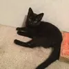 Fernwing - @that._.fall_out_girl - TikTok