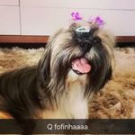 Fernanda Braun - @fernandabraundasilva - Instagram