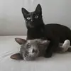 Fernanda Goldschmidt - @fernandagolds - TikTok