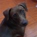 Veterinária Fernanda A. Gomes - Facebook