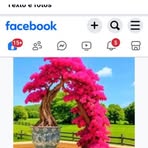 Fernanda Pedro Luiz - Facebook
