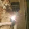 Fernando Agustin Toro Salazar - @fernando.agustin3303 - TikTok