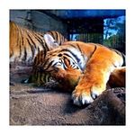 Fernando Alicea - @fernandoalicea - Instagram