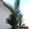 fernandoarocha5 - @fernandoarocha5 - TikTok