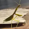Fernando Bartholomeu - @fernando.bartholo - TikTok