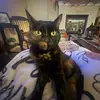 bella - @bellaa.fernando - TikTok