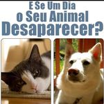 Fernando Camelo Fernandes - @animais.perdidos.em.fortaleza - Instagram