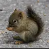Fernando Caudillo - @ttv_fazesquirrel - TikTok