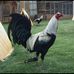 Fernando Ceseña - Facebook
