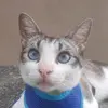 Fernando na coleira - @fernandonacoleira - TikTok