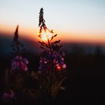 Mrs. Bud Okuneva - @ferna.n.docollier - Instagram