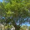 Fernando concepcion - @usser9812763405 - TikTok