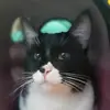 フェルナンド - @fernando.crowww - TikTok