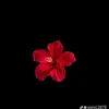 Isdali 🌸🌺 - @isdaly.fernando - TikTok