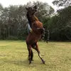 Fernando De Leon - @fernando.de.leon47 - TikTok