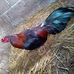 Fernando Lira - Facebook