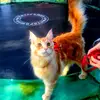 user5219217808633 - @lara_mckenzie_fernando - TikTok