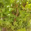 Fernando Negrete - @fernando.negrete604 - TikTok