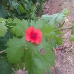 Fernando Paramo Arroyo - @tintoyclaro - Instagram