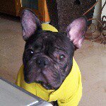 fern@ndo pug - @fernando.puig - Instagram
