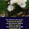sada  Fernando - @sada.fernando - TikTok