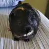 Fernando Santini - @fernando.santini0 - TikTok