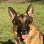 Fernando The Great 👑 - @fernandogermanshepherd33 - Instagram