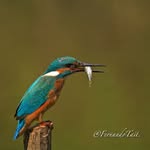 fernando tait - @fernandotait701fernando - Instagram