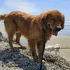 Kodak-the Golden# - @fernandotorralba43 - TikTok