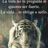 Fernando Vilchis - @fernando.vilchis739 - TikTok