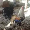 Fernando Zermeño - @fernando.zermeo1 - TikTok
