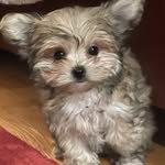 Ferris Buehler - @ferris_mikidog_buehler - Instagram