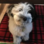 Ferris Buehler - @ferrisbuehler_cockapoo - Instagram