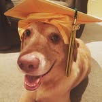 Ferris Woof Buehler - @ferrisdog17 - Instagram