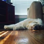 Ferris Singleton - @ferristhegoldendood - Instagram