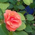 Fidel Alarcon - @fidel.alarcon.3998 - Instagram
