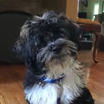 Fidel JJ Redick Carter I - @jjredickthehavanese - Instagram